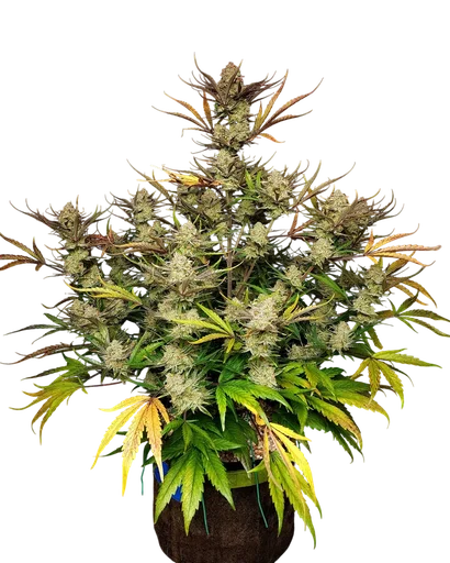 Apple Strudel Auto | AUTOFEM | Fast Buds - Freigestellt 2026-10-08