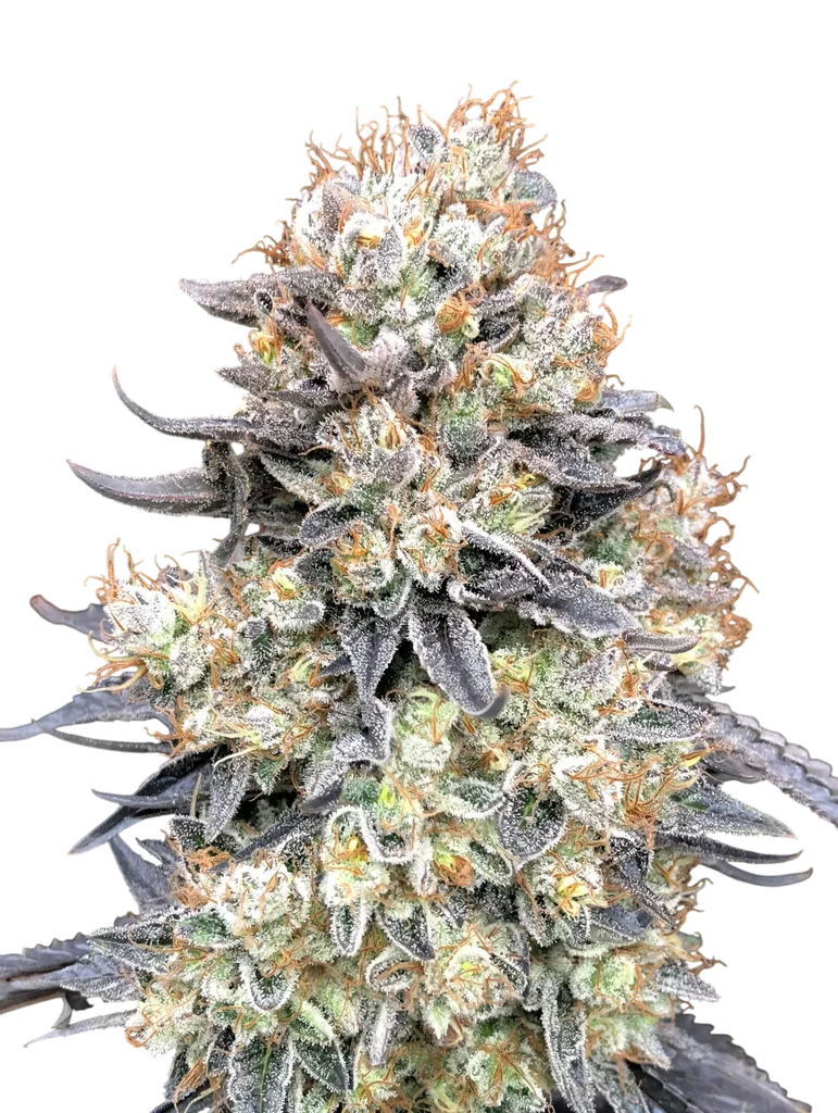 Purple Punch Auto – Produktansicht