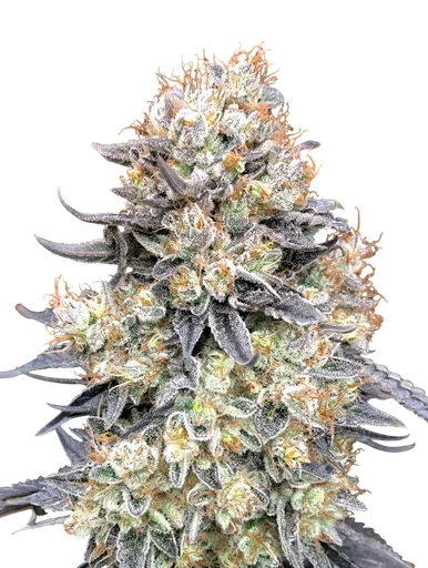 Purple Punch Auto