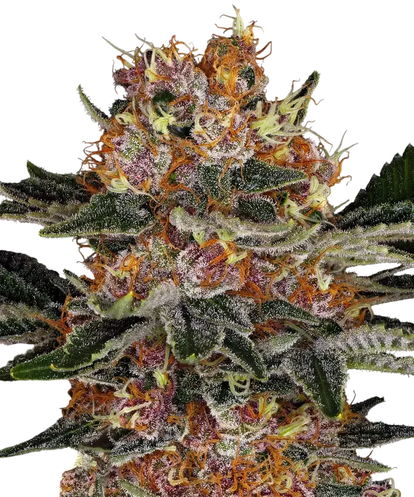 Purple Punch Auto – Produktansicht
