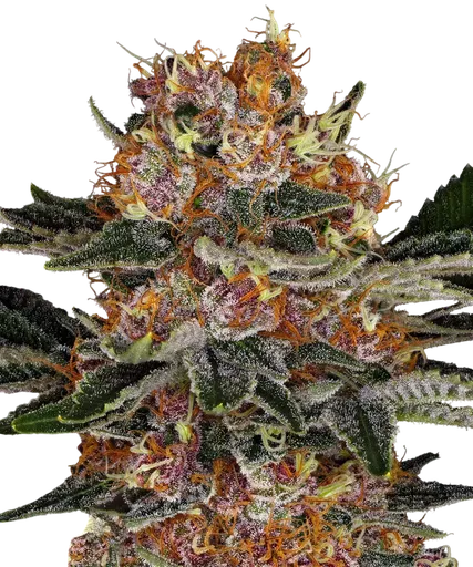 Purple Punch Auto | AUTOFEM | Barneys Farm