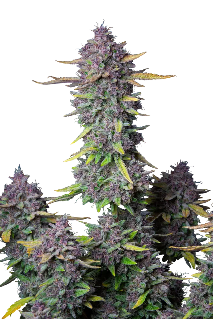 Purple Punch Auto | AUTOFEM | Fast Buds