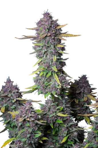 Purple Punch Auto