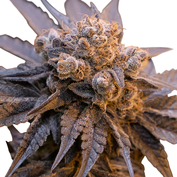 Purple Punch Auto – Produktansicht