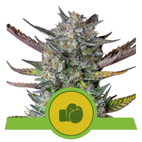 Purple Punch Auto – Produktansicht
