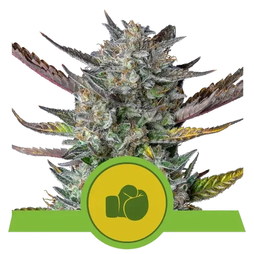 Purple Punch Auto | AUTOFEM | Royal Queen Seeds