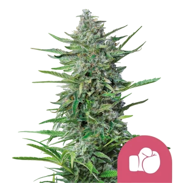 Purple Punch – Produktansicht
