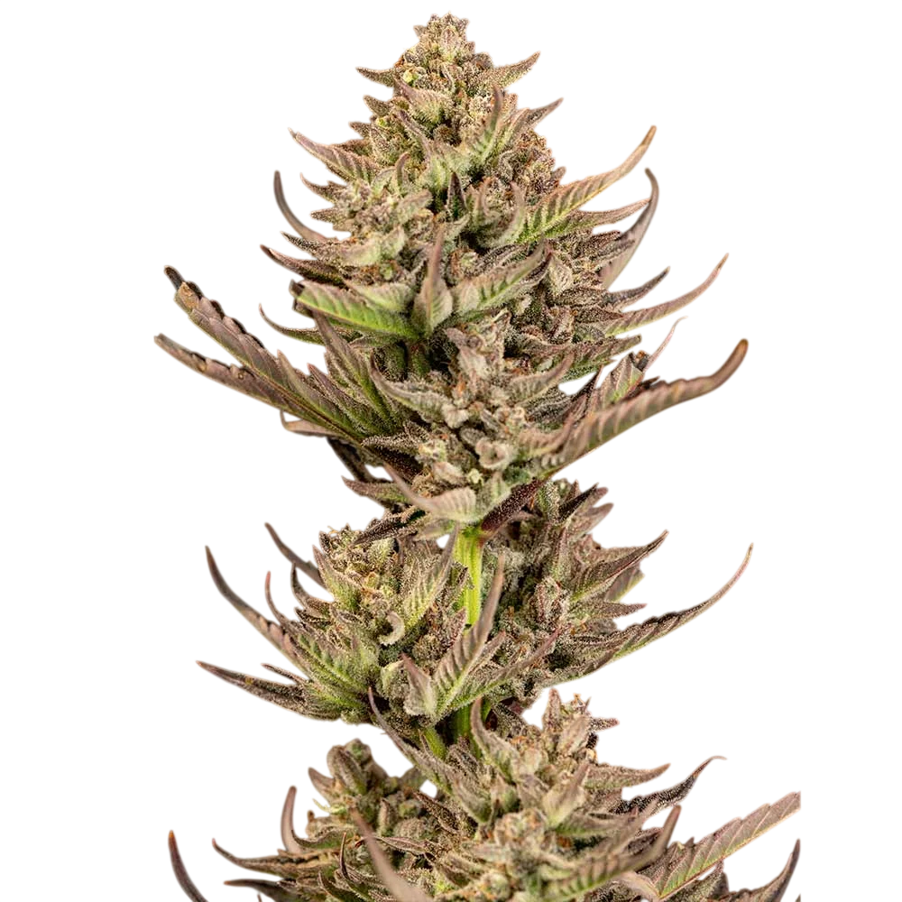 Purple Punch F1 Fast – Produktansicht