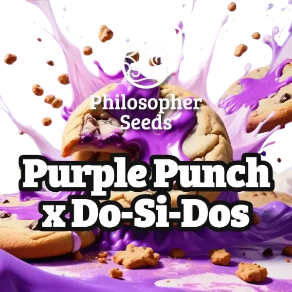 Purple Punch x Do-Si-Dos – Produktansicht