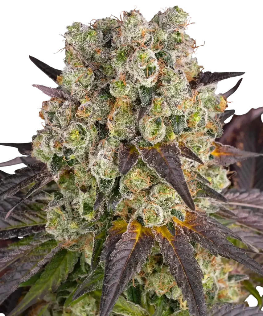 Purple Punch x Lemon Drizzle – Produktansicht