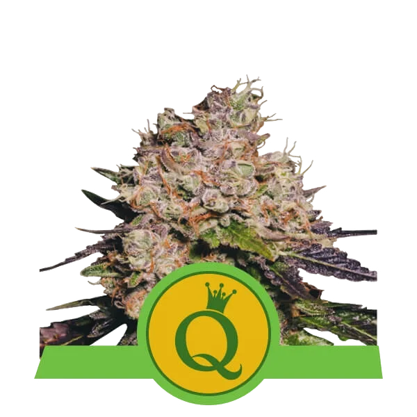 Purple Queen Auto – Produktansicht