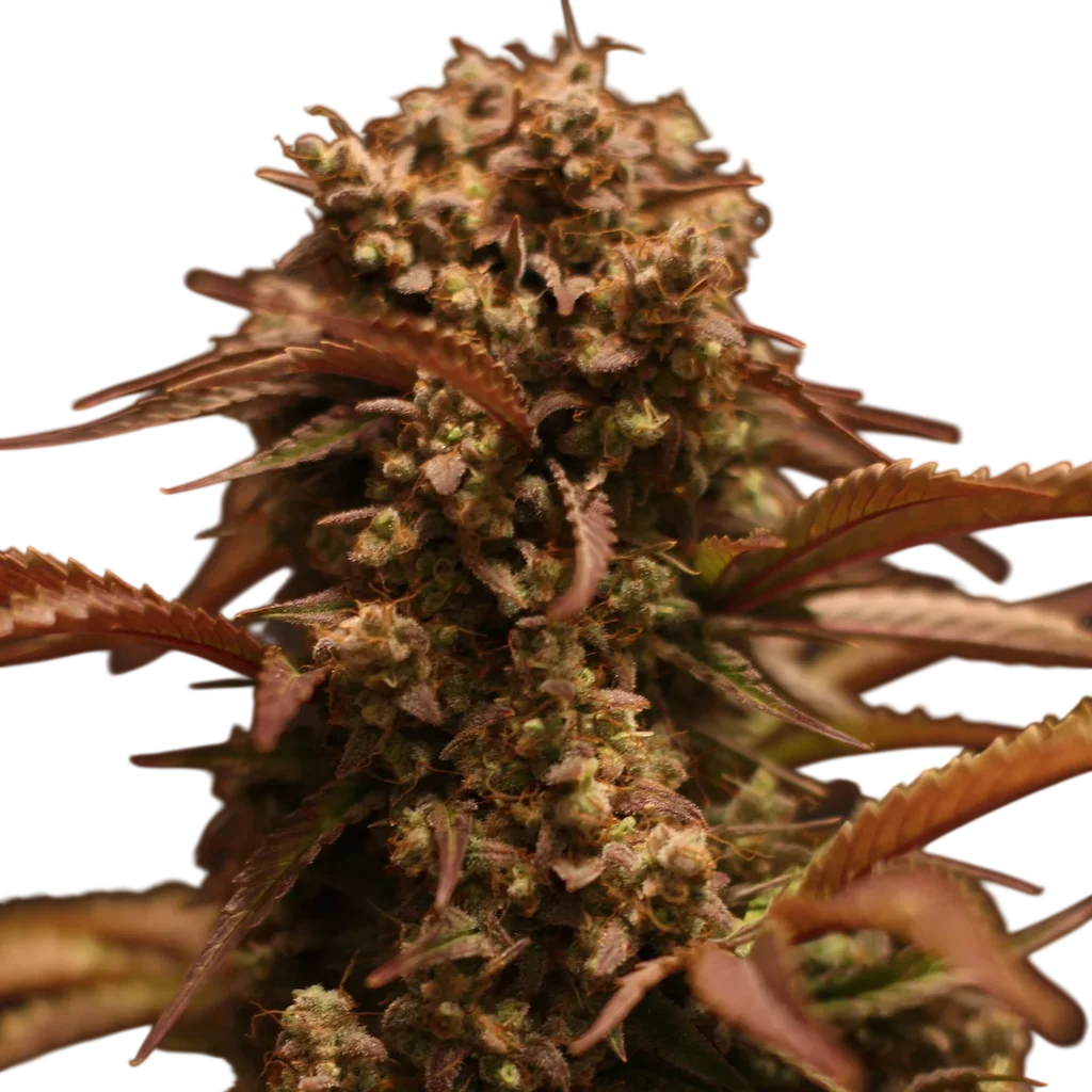Purple Ryder Auto – Produktansicht