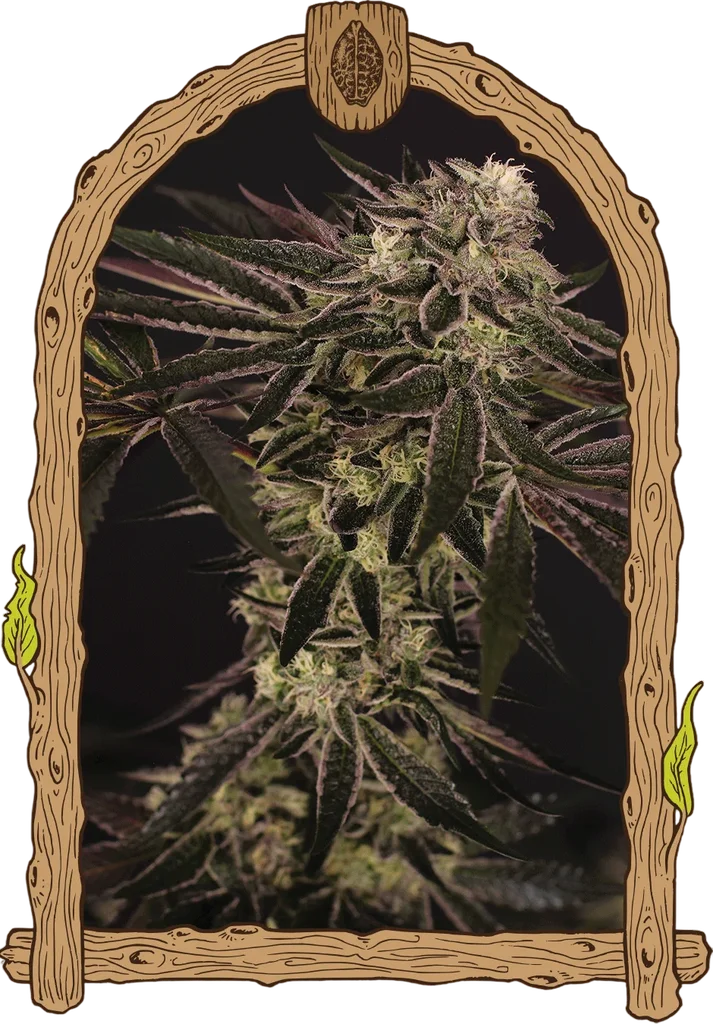 Purple Shot – Produktansicht