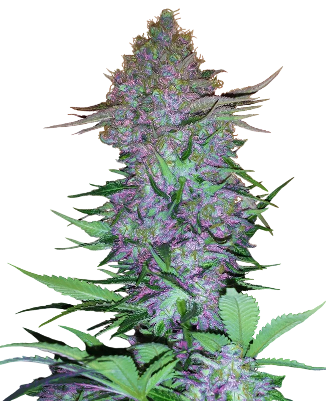 Purple Skunk Auto – Produktansicht