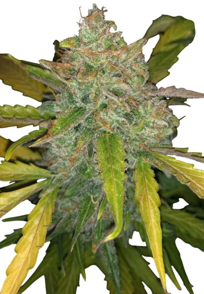 Purple Sunset Auto – Produktansicht