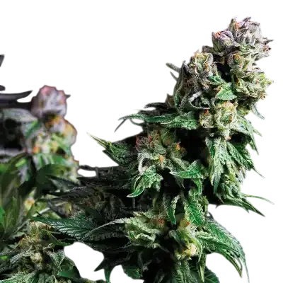 Purple Urkle | PHOTOFEM | Pyramid Seeds