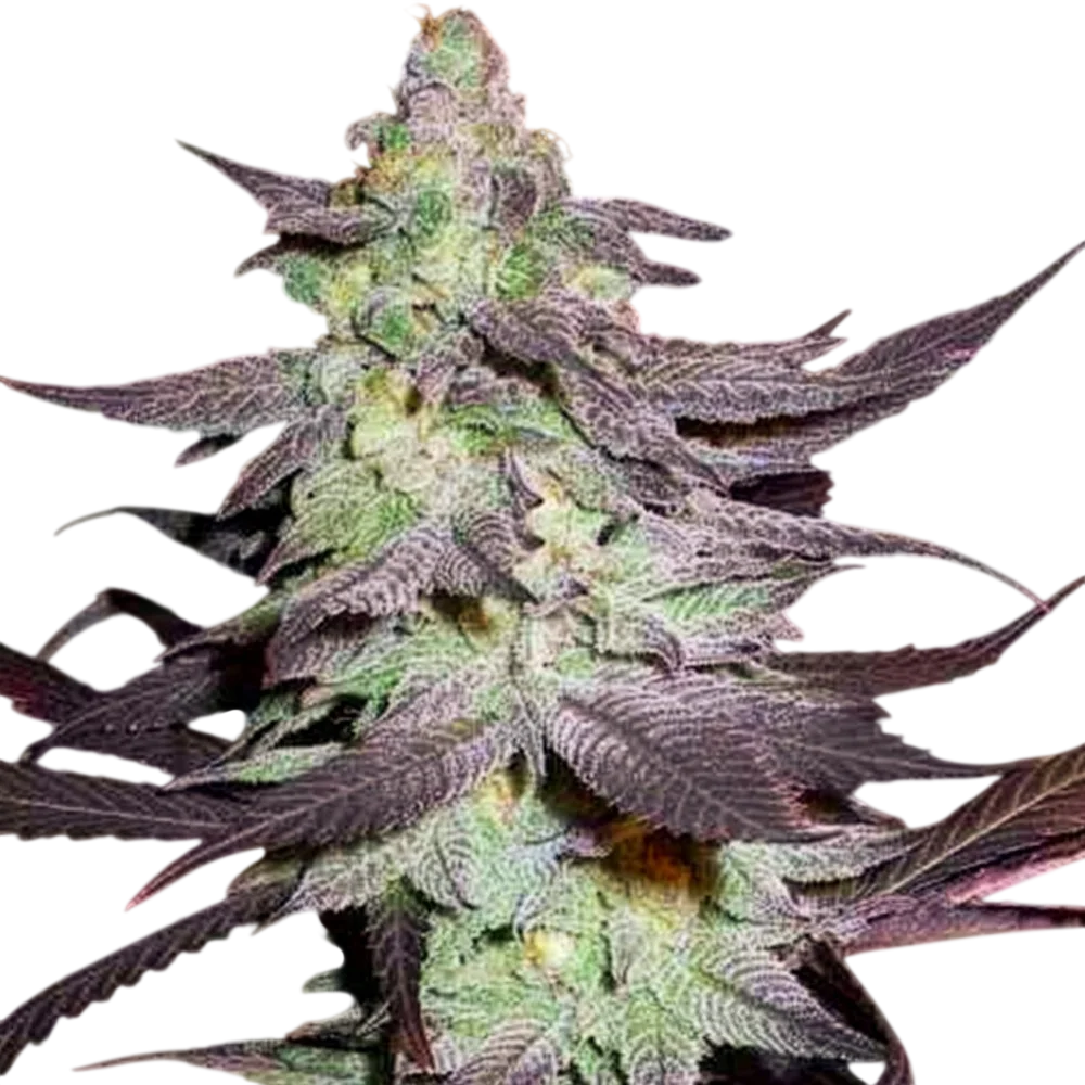 Purple Wreck | PHOTOFEM | DNA Genetics