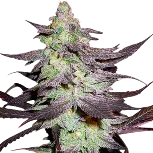 Purple Wreck
