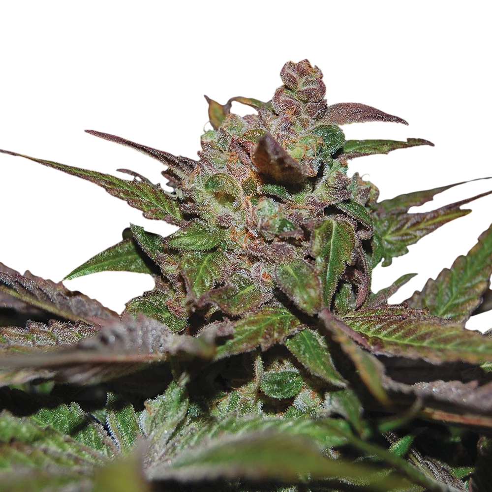 Purple Wreck Auto – Produktansicht
