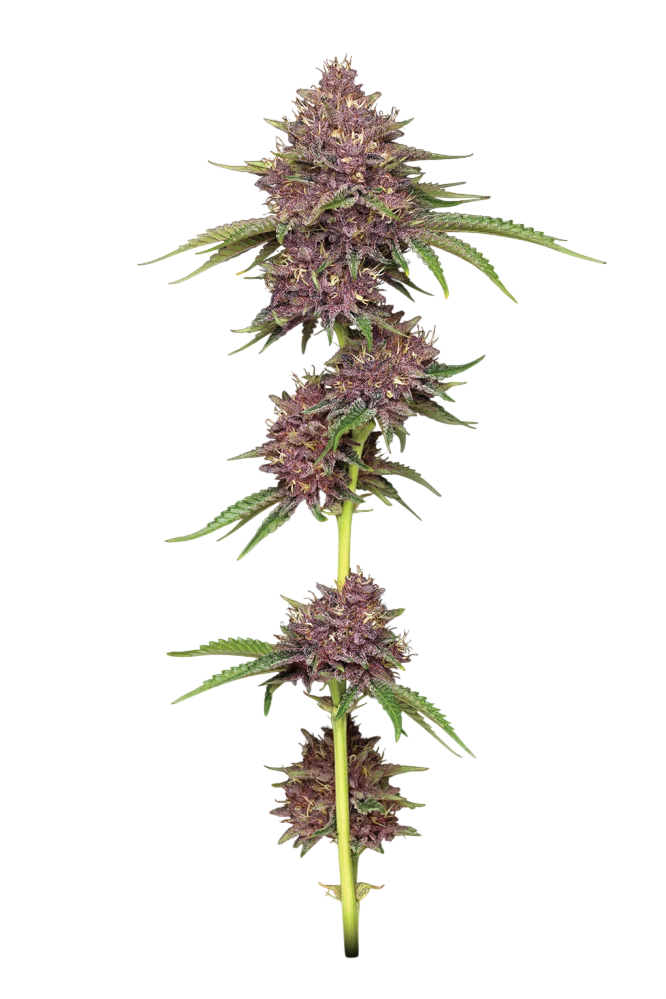 Purpz – Produktansicht