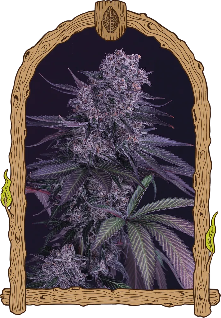 Quick Black Lemon | PHOTOFEM | Exotic Seed
