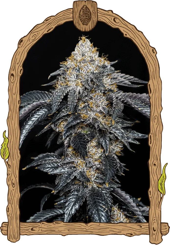 Quicklato Sherbet | PHOTOFEM | Exotic Seed