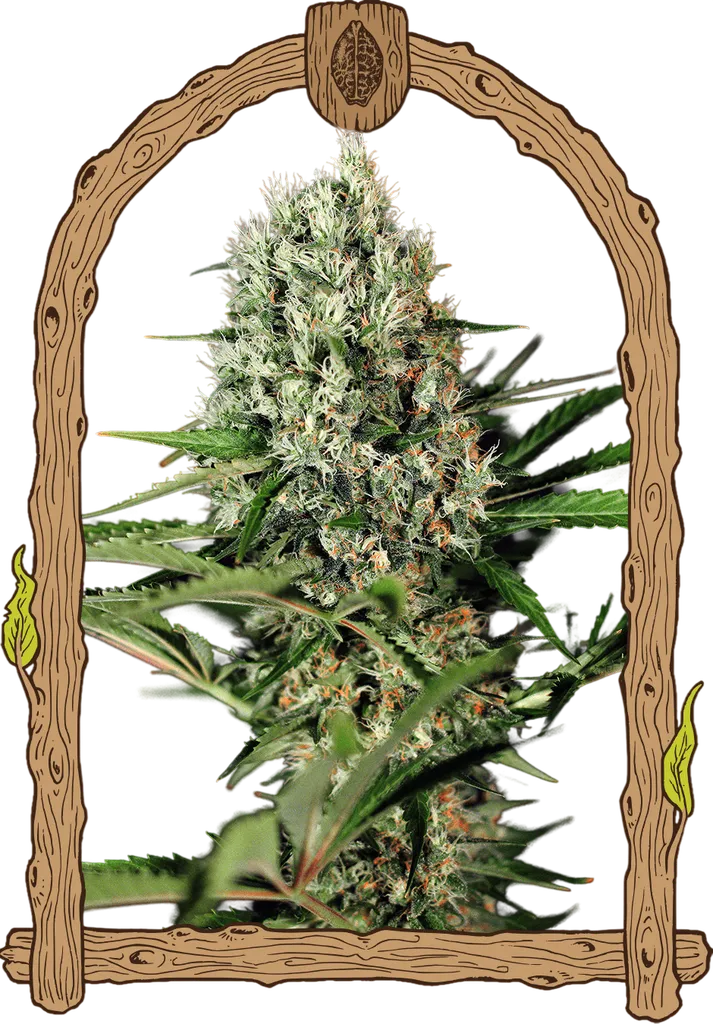 Quick Mass | PHOTOFEM | Exotic Seed