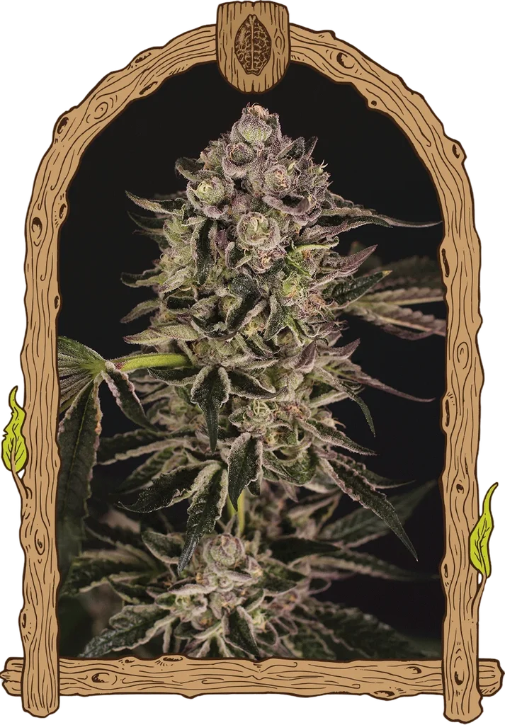 Quick Sherbet – Produktansicht