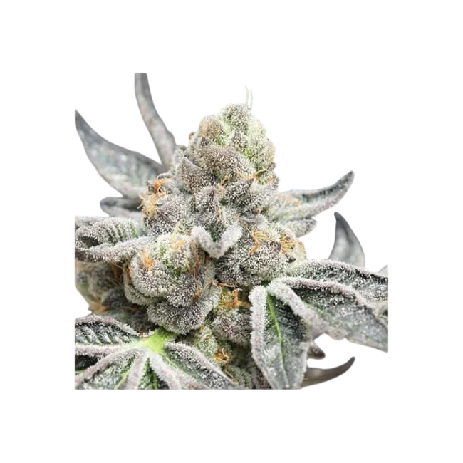 Radical Juice Auto – Produktansicht