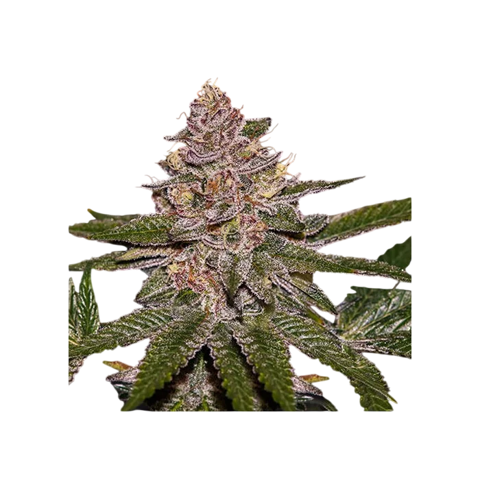 Radical Juice | PHOTOFEM | Ripper Seeds