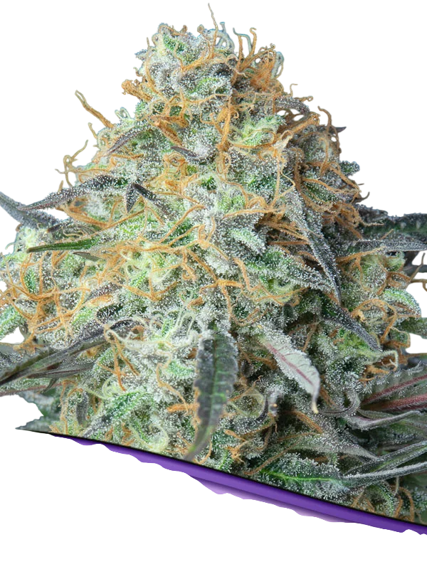Rainbow Donut Auto | AUTOFEM | Anesia Seeds
