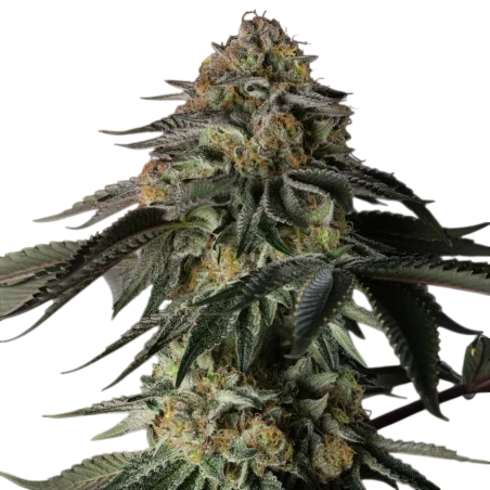 Rainbow Gas | PHOTOFEM | Silent Seeds