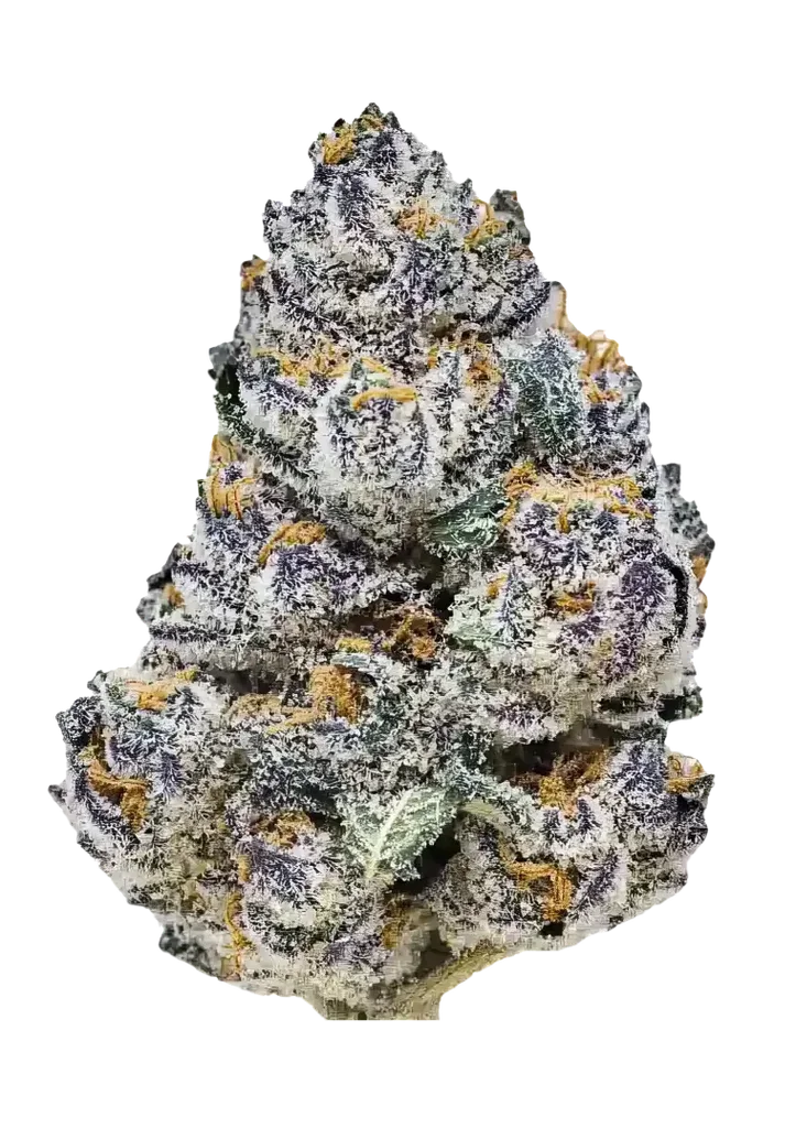Rainbow Melon | PHOTOFEM | Fast Buds