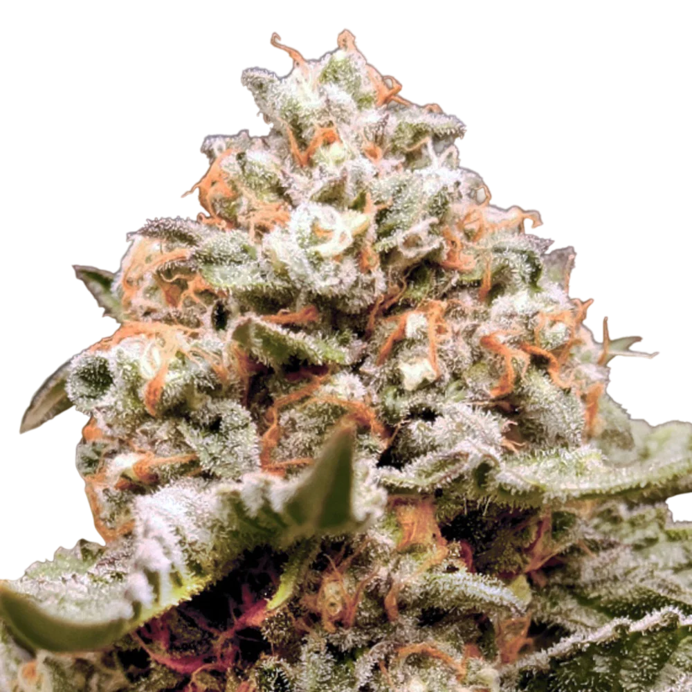Rainbow Mints Auto | AUTOFEM | 00 Seeds
