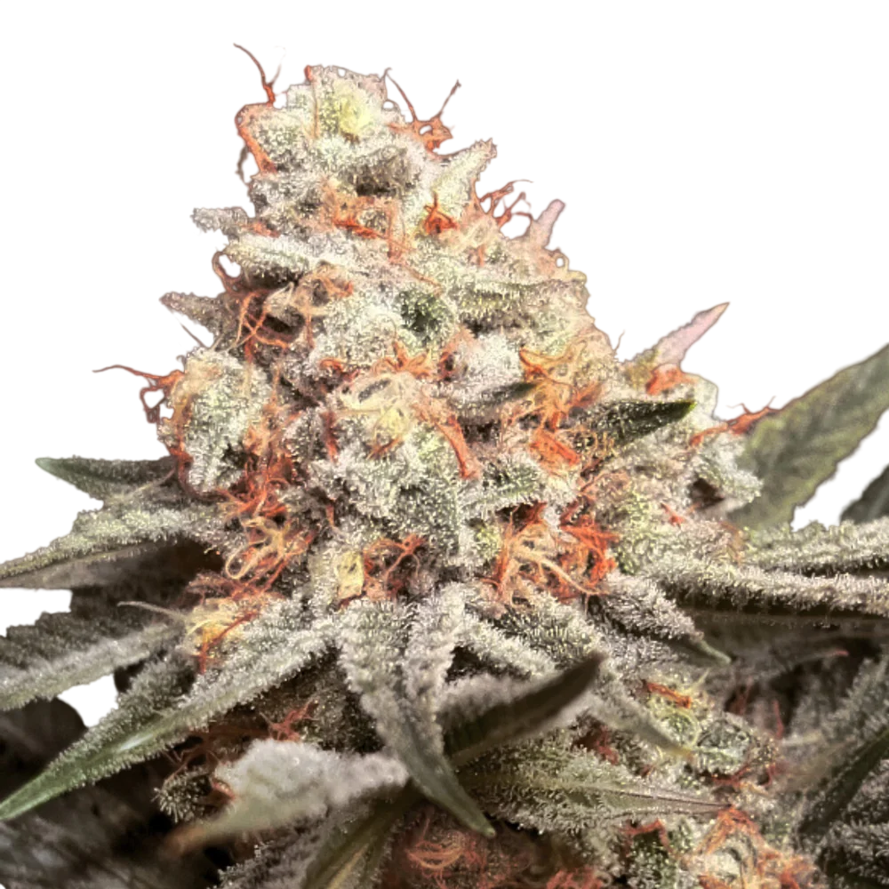 Rainbow Mints | PHOTOFEM | 00 Seeds