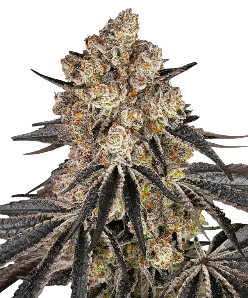 Rainbow Sherbet – Produktansicht