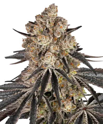 Rainbow Sherbet