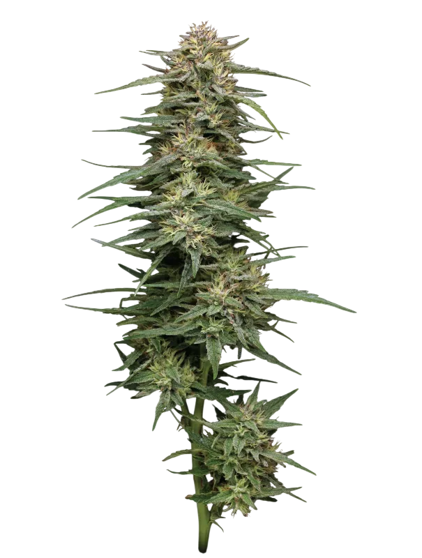 Raspberry Parfait – Produktansicht