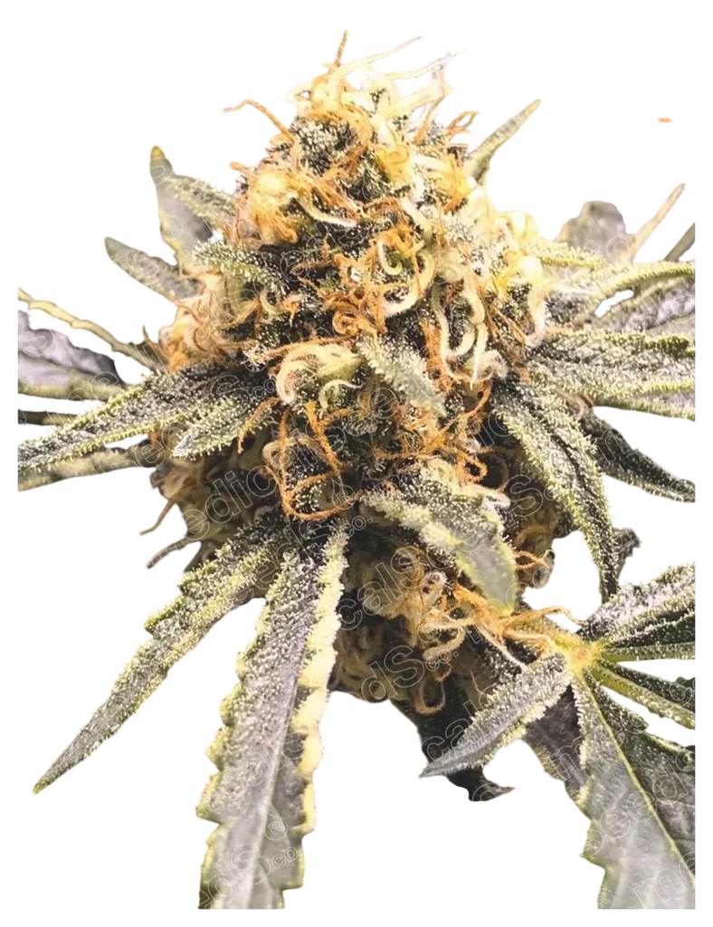 Recovery CBD – Produktansicht