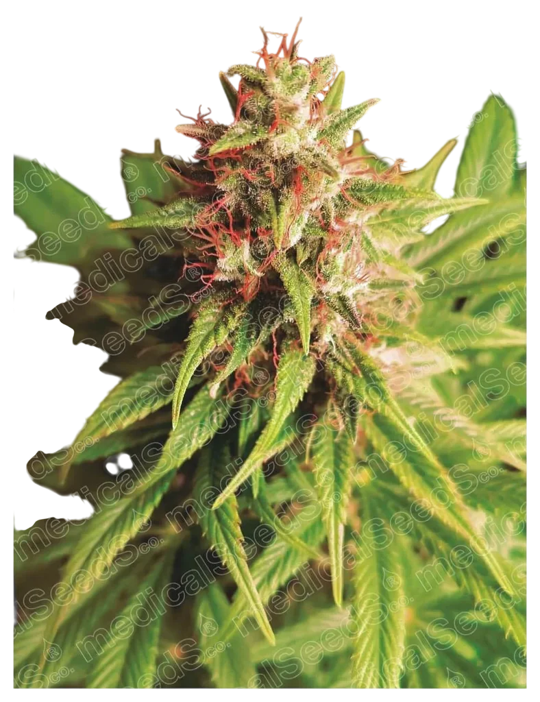 Red Cross CBD – Produktansicht