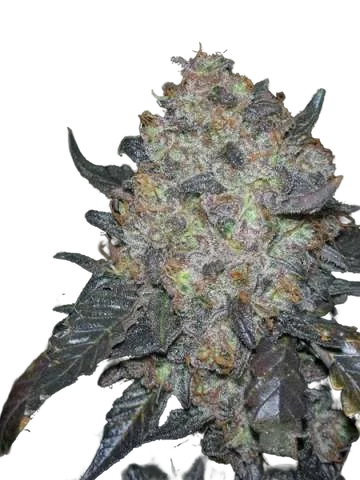 Black Water
