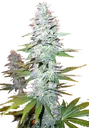 Black Widow | PHOTOREG | Mr. Nice Seedbank
