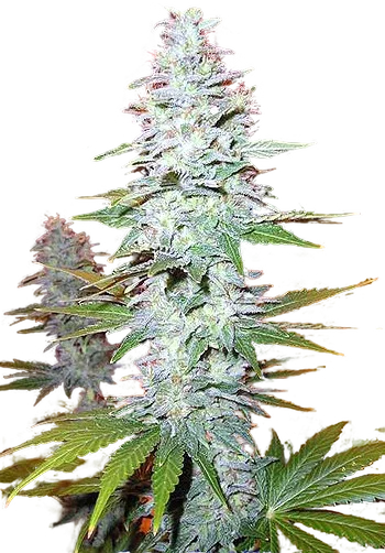 Black Widow