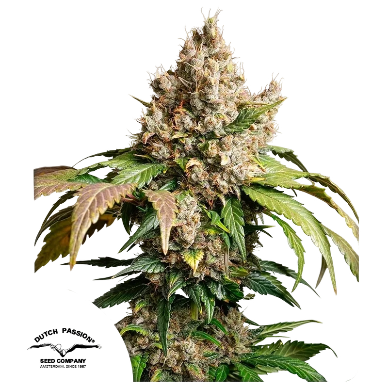 Red Tropicana Cookies Auto – Produktansicht