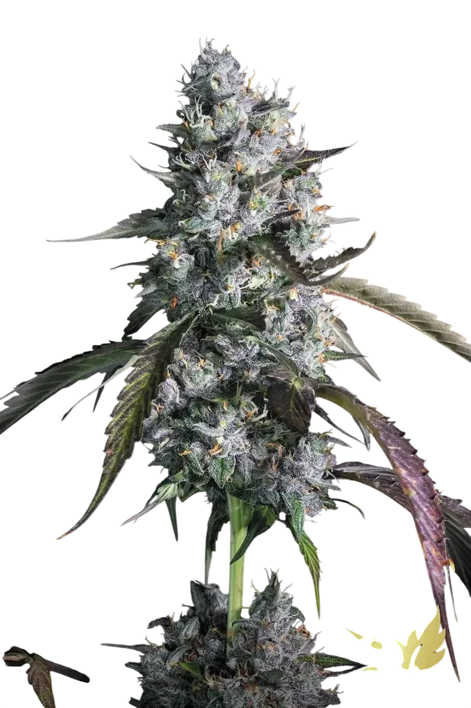 Red Velvet Auto | AUTOFEM | Paradise Seeds