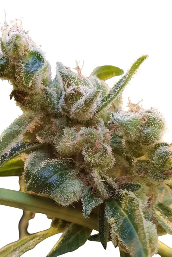 Relax CBD | PHOTOFEM | Paradise Seeds
