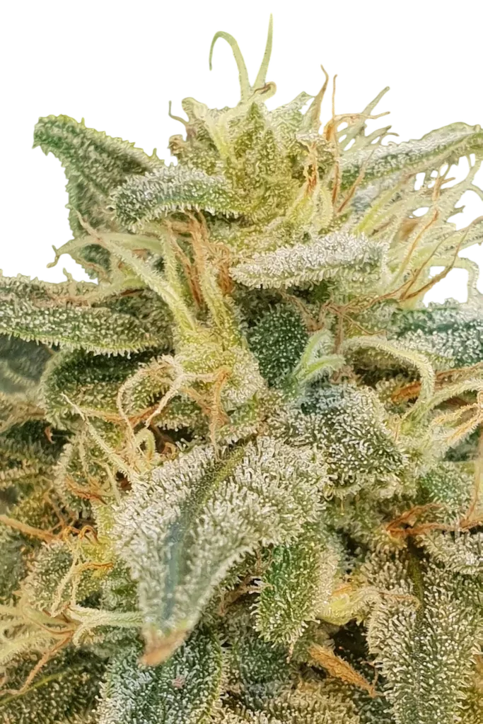 Relief CBD | PHOTOFEM | Paradise Seeds