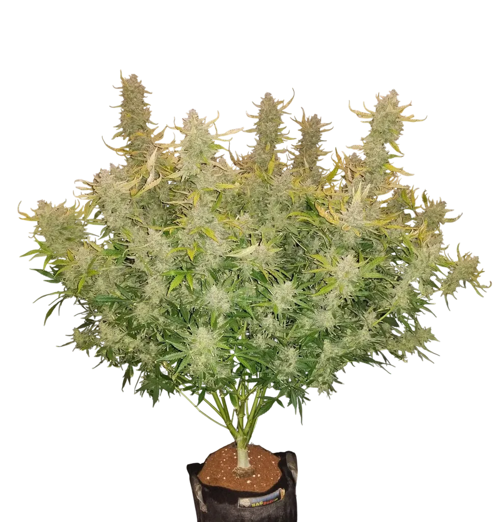 Rhino Ryder Auto | AUTOFEM | Fast Buds