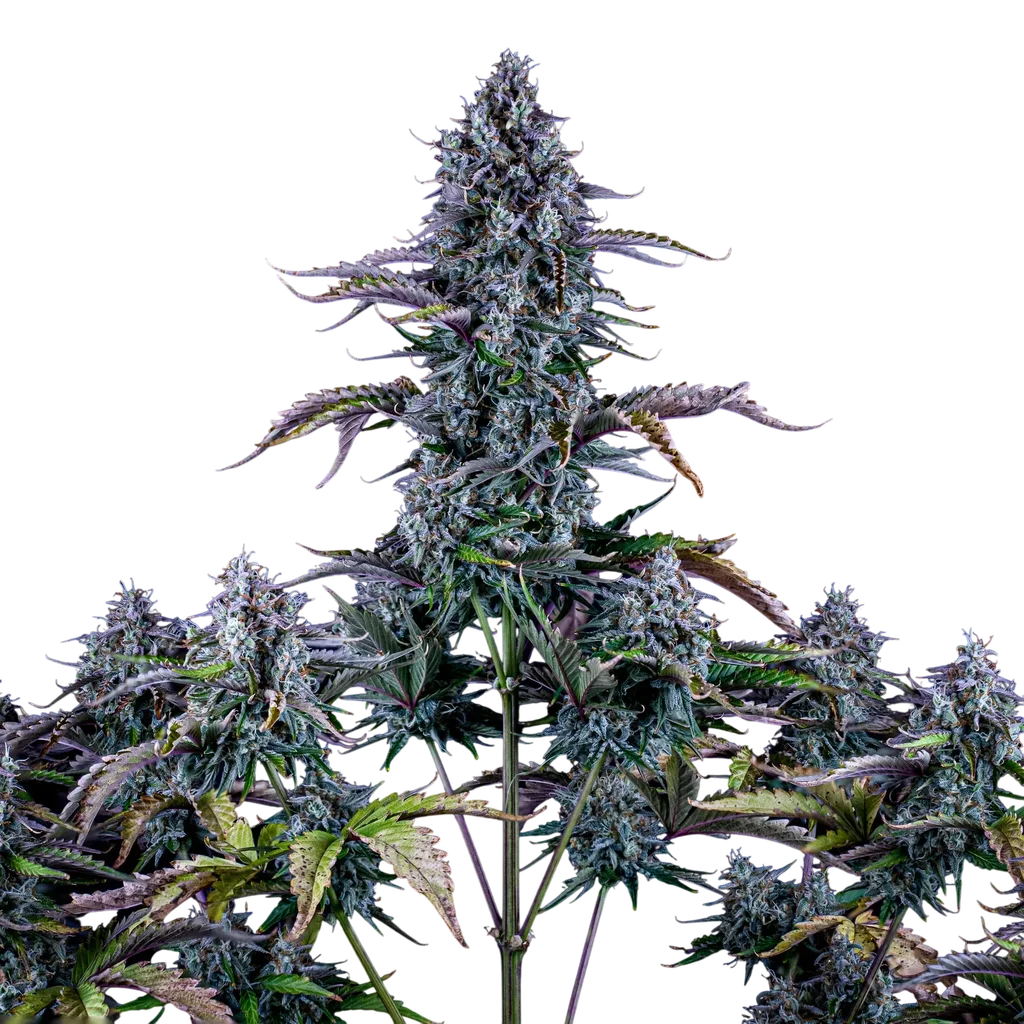 Ripleys OG Auto – Produktansicht
