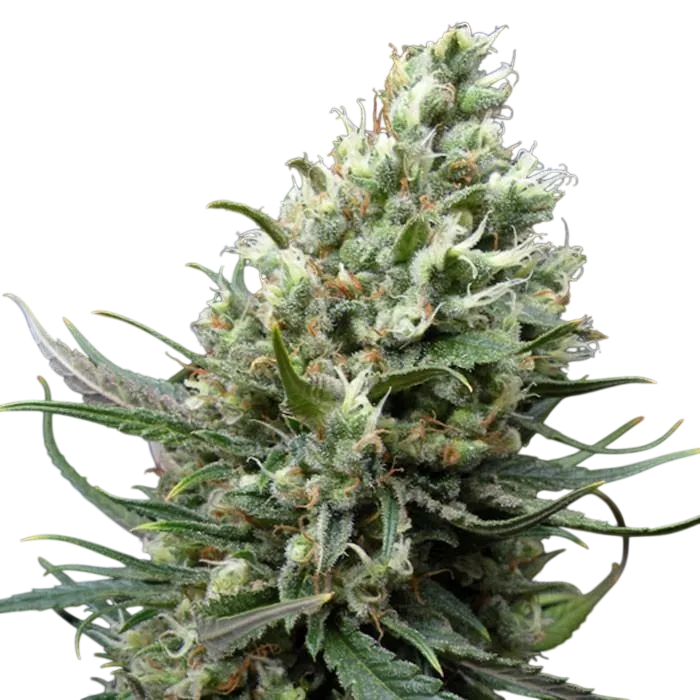 Ripper Haze | PHOTOFEM | Ripper Seeds